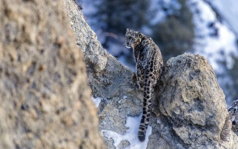 Sno-Leopard-in-Manang-Photo-Tashi-R-Ghale_TRG7907-4-1024x614